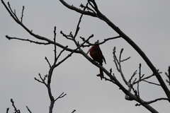 Cardinalis cardinalis cardinalis