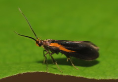 Mathildana newmanella