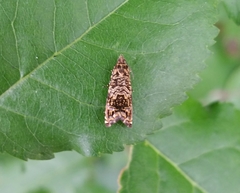 Enarmonia formosana