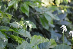 Rytidostylis gracilis