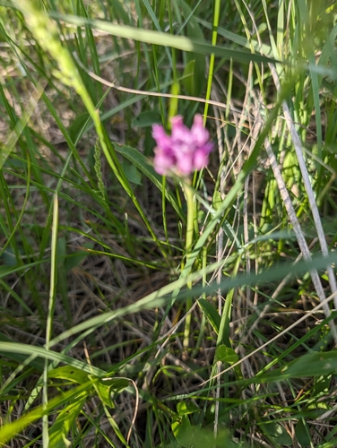 Plains onion (Allium perdulce)