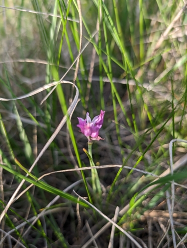 Plains onion (Allium perdulce)