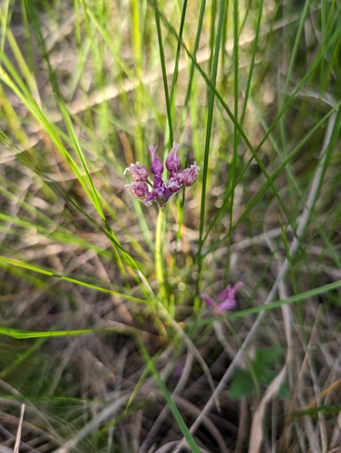 Plains onion (Allium perdulce)
