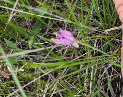 Plains onion (Allium perdulce)