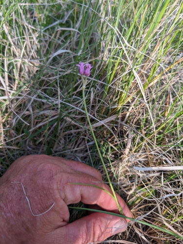 Plains onion (Allium perdulce)