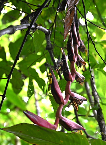 Heliconia longa