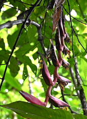 Heliconia longa