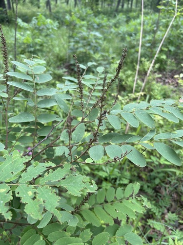 Amorpha ouachitensis, photograph 3