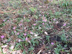 Heloniopsis orientalis