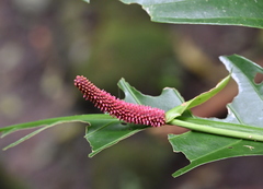 Anthurium consobrinum, photograph author not stated, no rights reserved