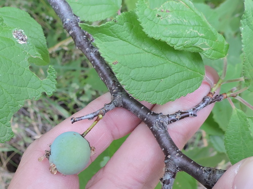 Prunus mexicana