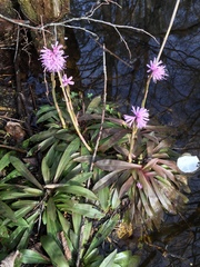 Heloniopsis orientalis