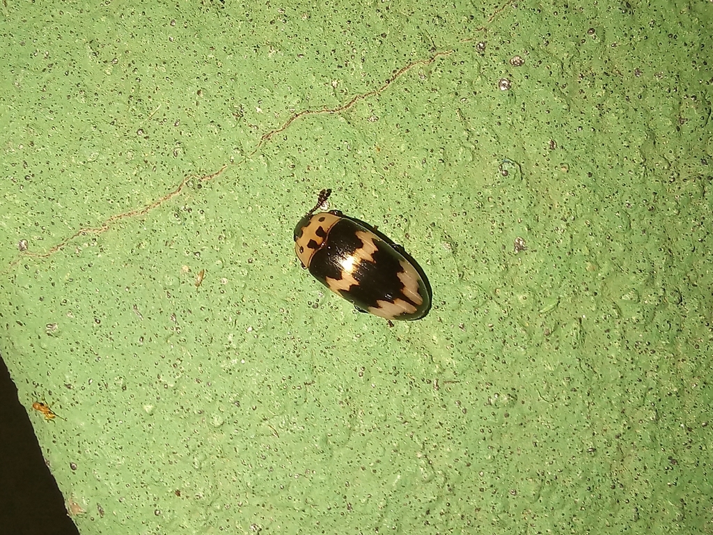 Ischyrus patruelis