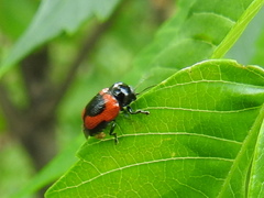 Cryptocephalus notatus