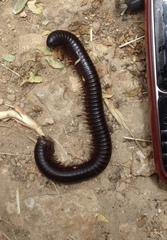 Archispirostreptus syriacus