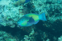 Chlorurus japanensis