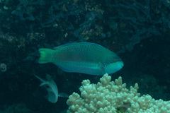 Scarus globiceps