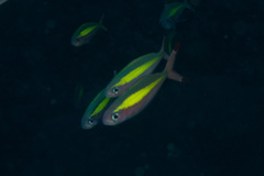 Pterocaesio lativittata