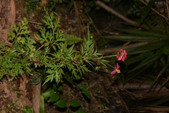 Cosmos caudatus