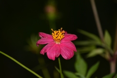 Cosmos caudatus