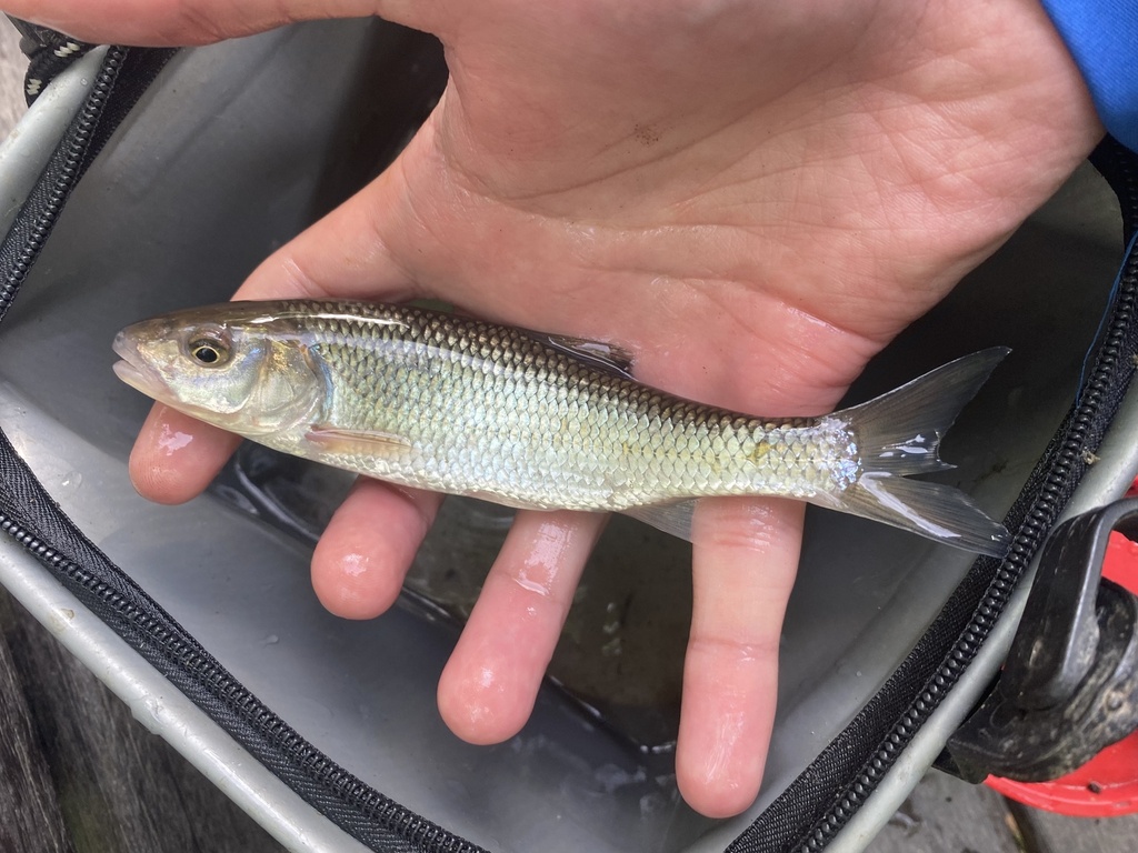 Fallfish from Little Patuxent River, Columbia, MD, US on May 16, 2024 ...