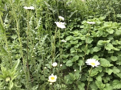 Leucanthemum vulgare