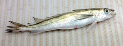 Merluccius bilinearis
