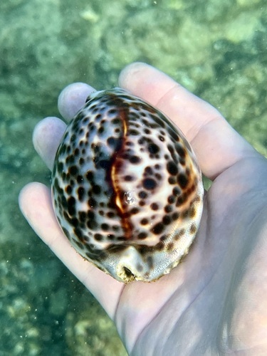 Cypraea tigris observed 2022-04-10