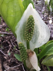 Lysichiton camtschatcensis