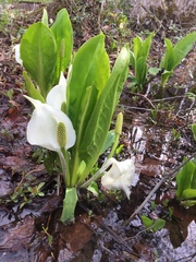 Lysichiton camtschatcensis