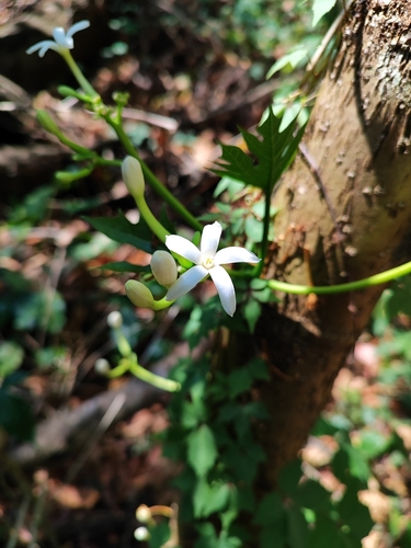 Foto de Mamãozinho-de-veado