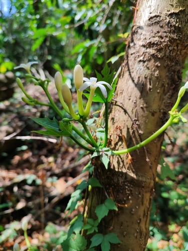 Foto de Mamãozinho-de-veado