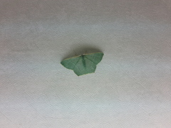 Thalassodes immissaria