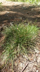 Carex rossii