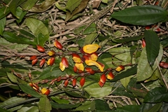 Thunbergia mysorensis