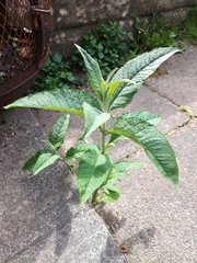Buddleja davidii