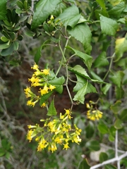 Senecio deltoideus