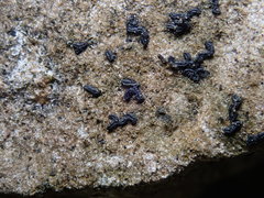 Opegrapha dolomitica