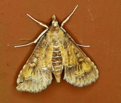 Niphograpta albiguttalis