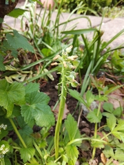 Angiospermae