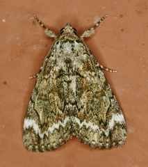 Catocala minuta