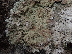 Lepraria nivalis