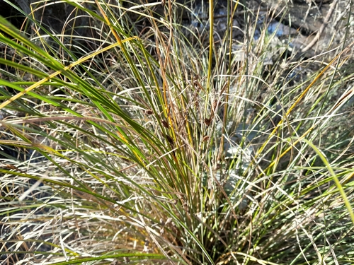 Image of Carex dipsacea by (c) Joe Potter Butler, some rights reserved (CC BY)