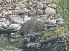 Procyon lotor
