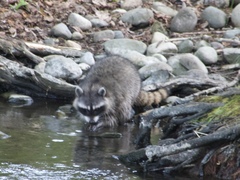 Procyon lotor