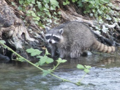 Procyon lotor