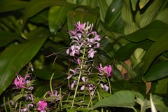 Cleome spinosa