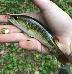 Micropterus coosae