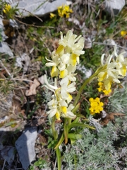 Orchis pauciflora