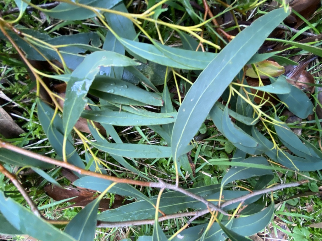 narrowleaf peppermint gum from Gibbs Rd, Healesville, VIC, AU on May